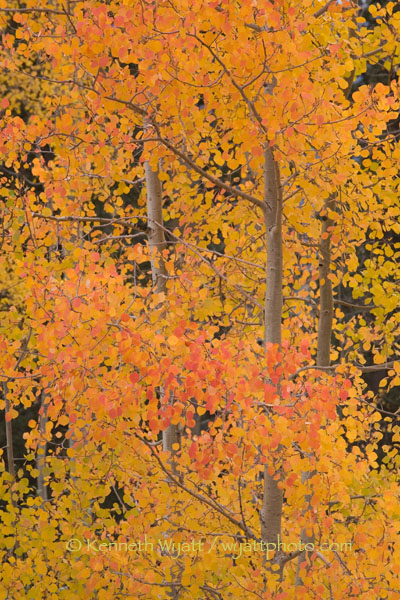aspen, trees, tree, fall, fall, color, Colorado, San Juan photo